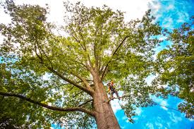 Mulching Services in Colorado City, CO