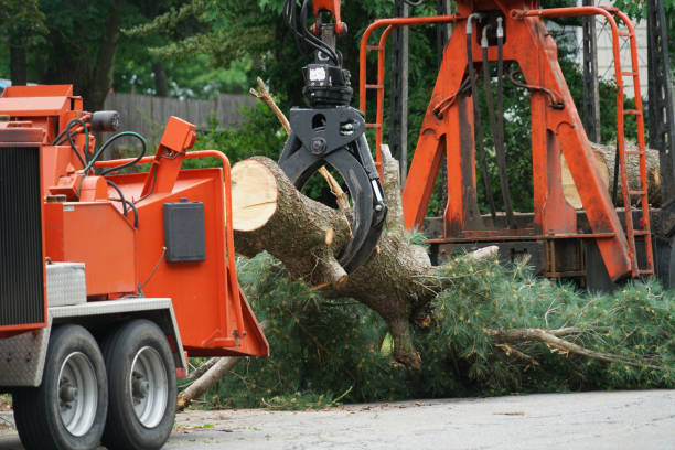 Best Root Management and Removal  in Lorado City, CO